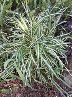 SPIDER PLANTs  for large landscapes.