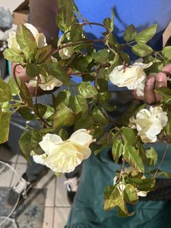 Hanging Greenery Roses