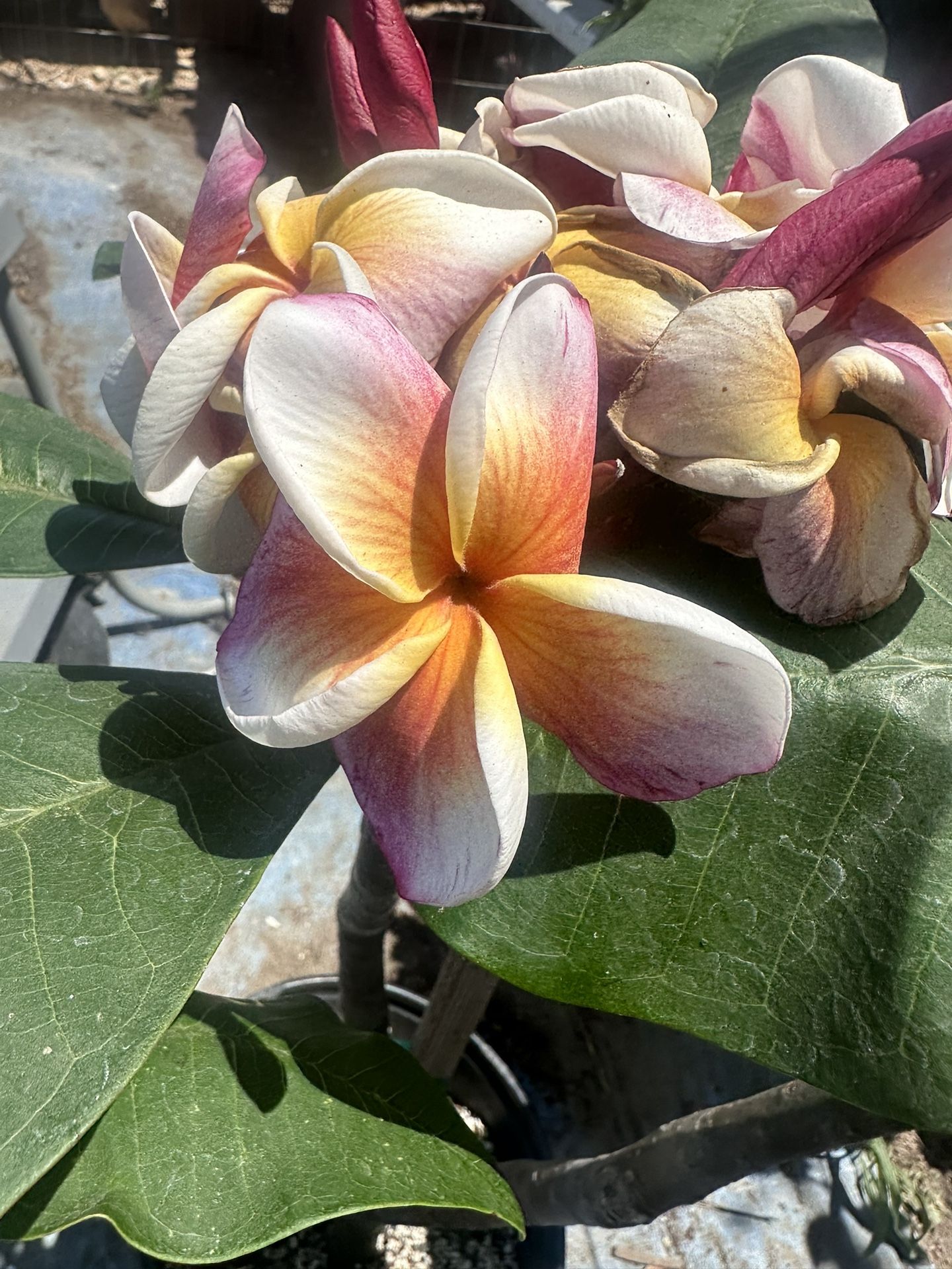 Plumeria J105