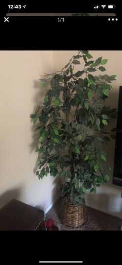 Interior Tree