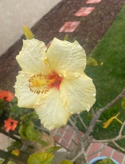 Hibiscus Plant- Hula Girl