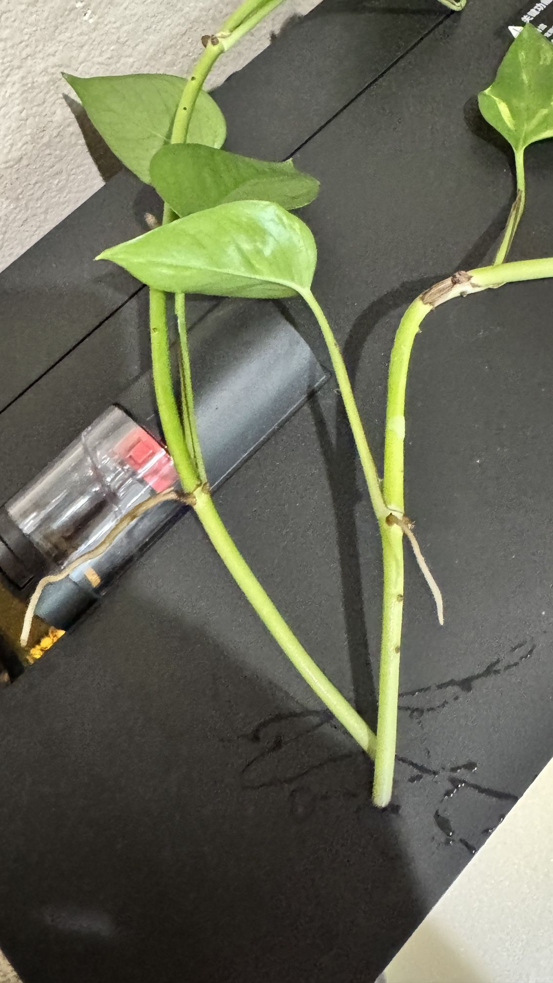 Selling This Lived Plants Cuttings (golden Pothos)