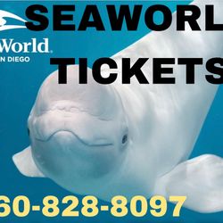 X12 SEAWORLD Single Day 