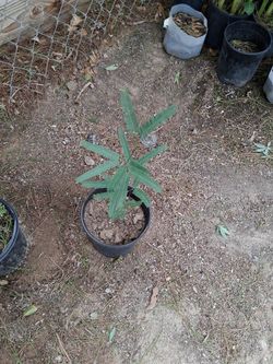 Mesquite tree $5