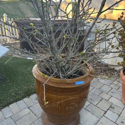 Three Very High Quality Pots With Plants