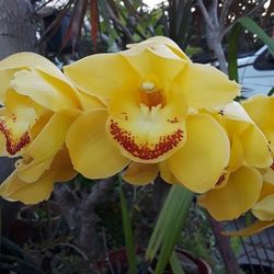 Cymbidium  Orchid