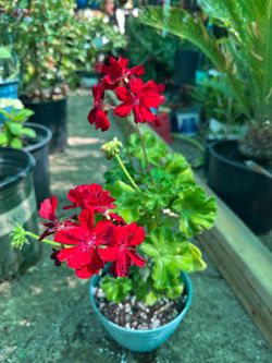 Geranium