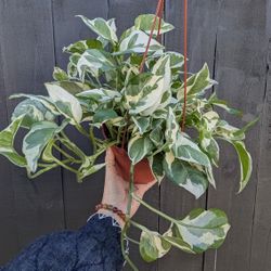 Pothos N'Joy Plant 6" Pot - Indoor House Plants 