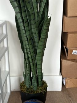 plant