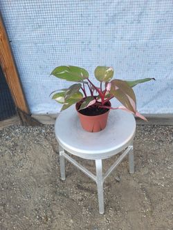 Philodendron Pink Princess 6" Nursery Pot