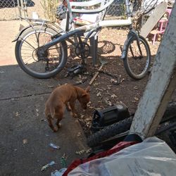 Adventurer Folding Bike 