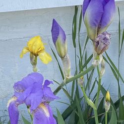 Outdoor Flowers - FLAG IRISES