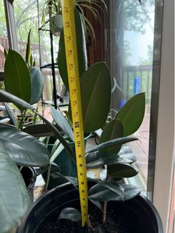 Rubber plant