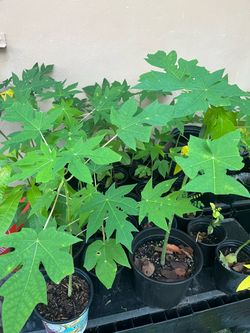Brazilian and Hawaiian Papaya trees