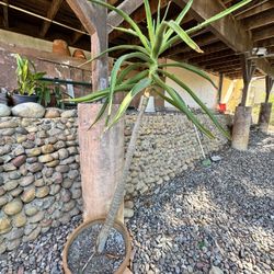 Aloe Vera Succulent 6feet Tall