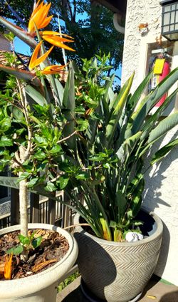 Gorgeous BIRD OF PARADISE PLANT WITH BIG beautiful pot