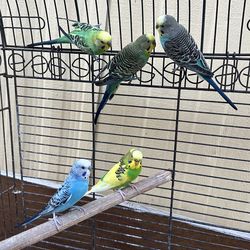 Jaulas Para Pájaros