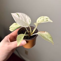 Marble Queen Pothos 2” pot Live indoor plant