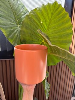 Planter 🪴