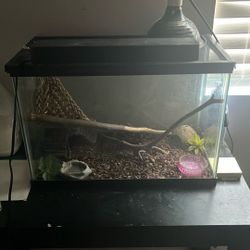 lizard cage with everything in it and lights