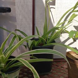 Little Red Salvia Plants 