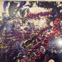 organic coffee from guatemala 15 kg per bag 