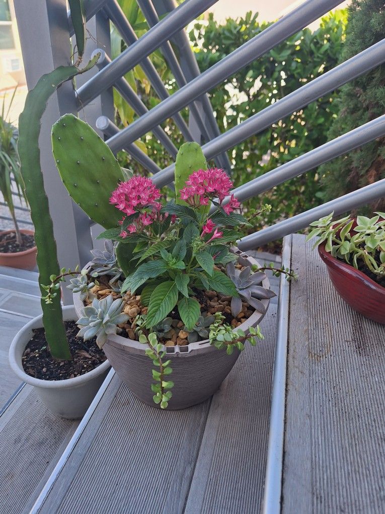 Potted Succulents, Cactus, And Flowers