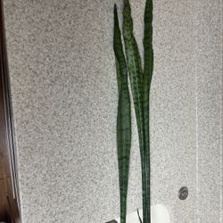 Snake Plant Rooted Cuttings