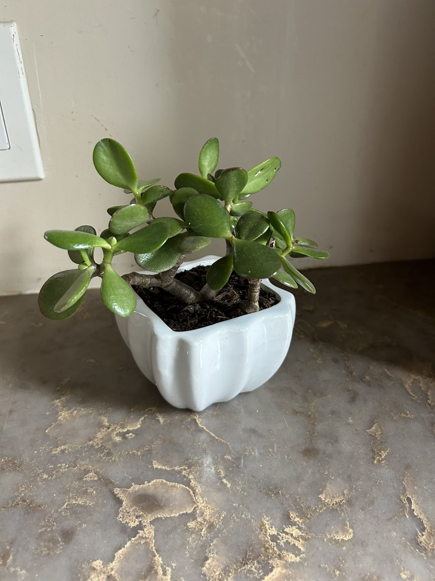 Small White Ceramic Pot with Jade Plant. Pot Dimensions In Pics.