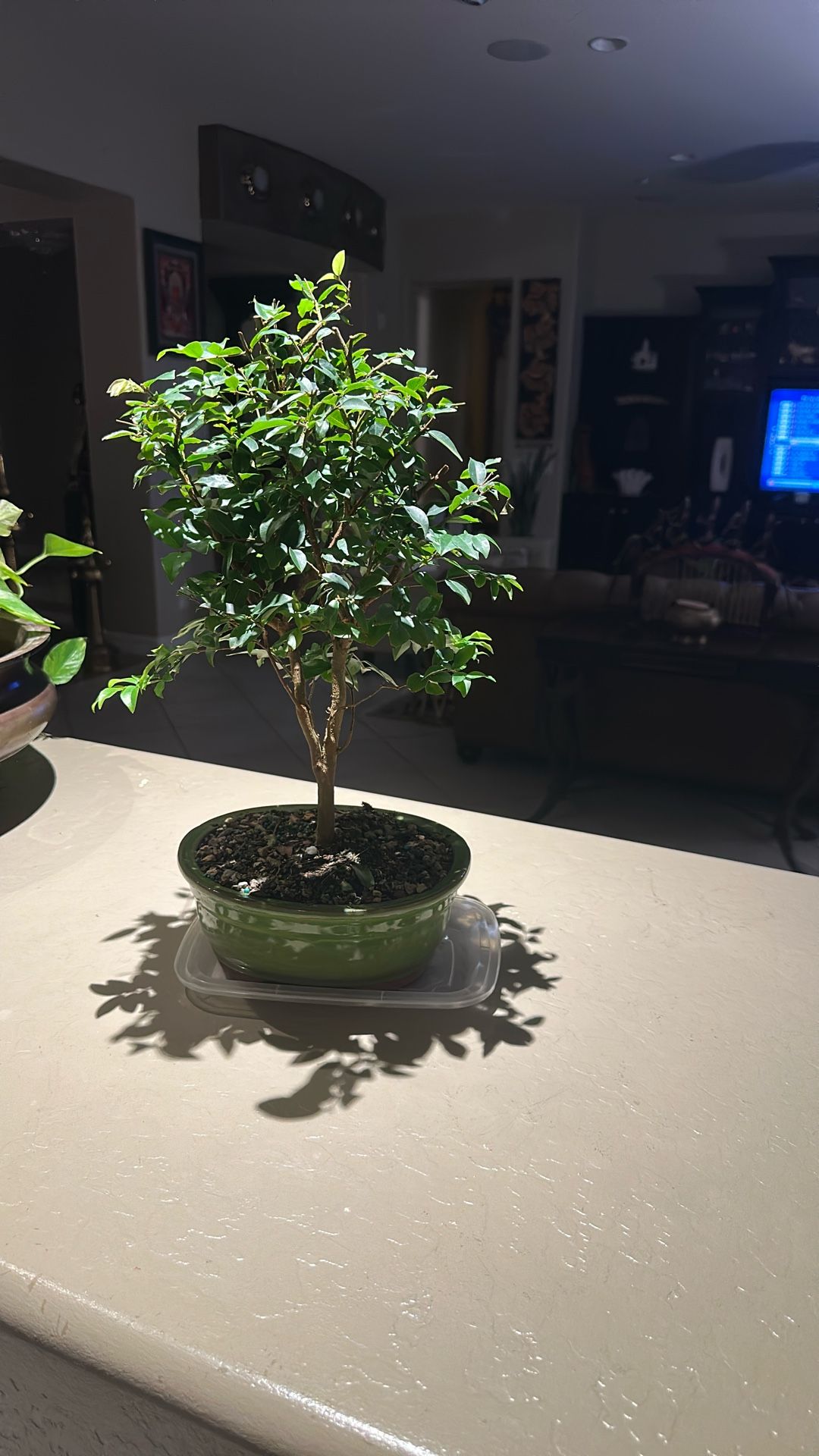 Beautiful ELM Six Year Old Bonsai