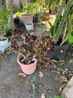 Beautiful Rose Aeonium Succulent Plant Pot