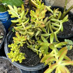 Suculenta