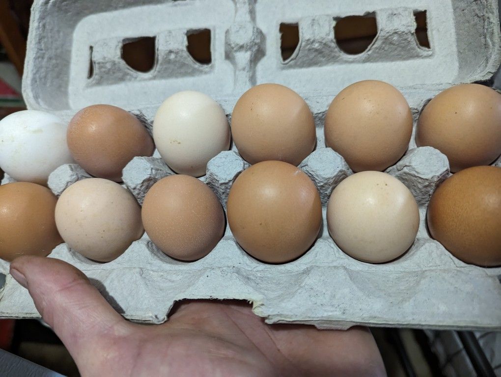 Farm Fresh Eggs