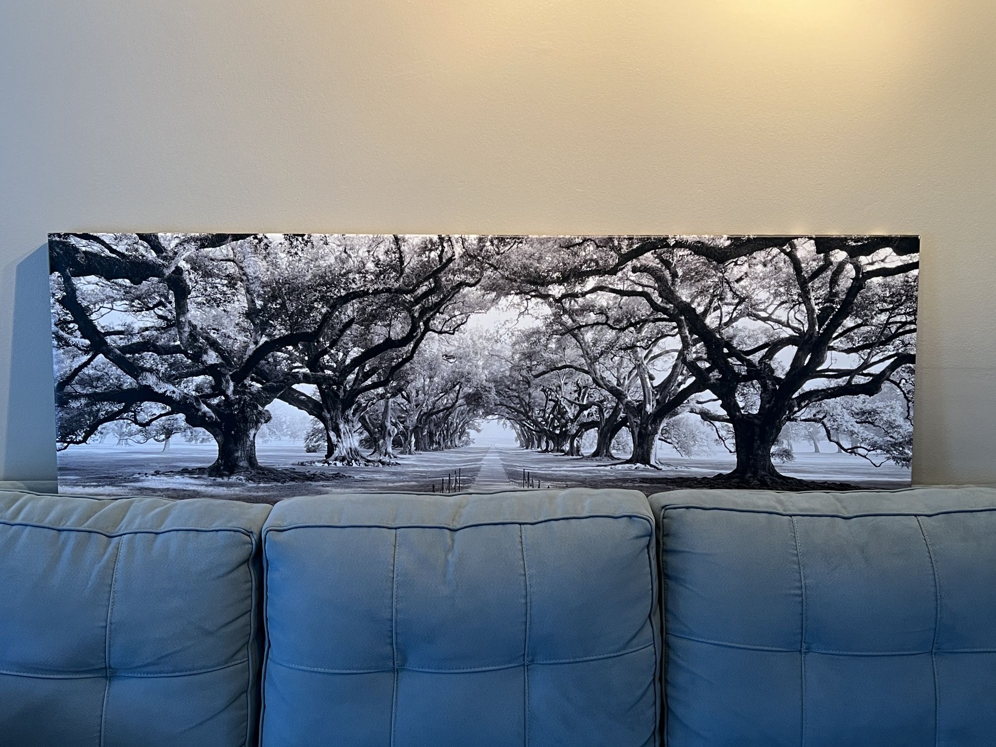 Black & White Canvas Print Oak Trees