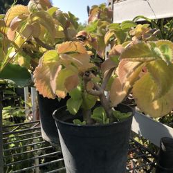 Mint Mexican 10$