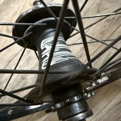 Cult Match v2 Laced To Sun rhinolite