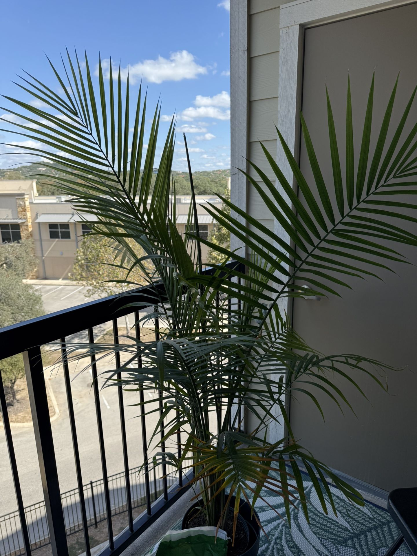 Majesty Palm