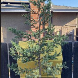 Bonsai Plants For Sale $60 Each