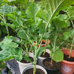 Collard Greens 2ea.( Young Tree Collard Plant 