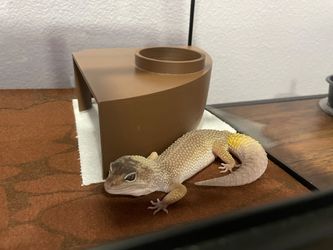 Reptile set