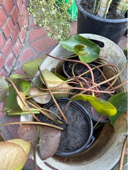 Water Lilies and Water Hyacinth