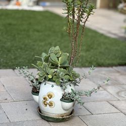 Assorted Succulent Plants 