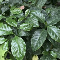 Coffee Tree 6in Plant