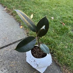 Houseplant Ficus