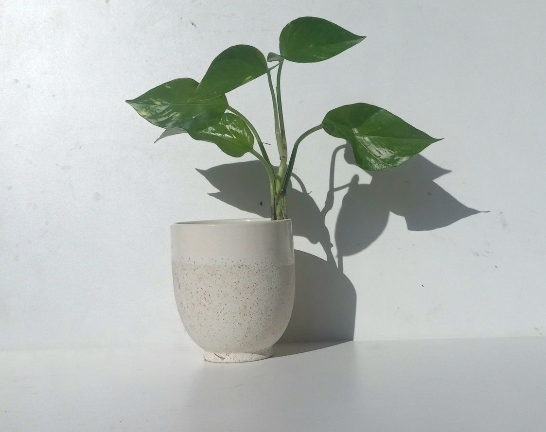 Lush Trailing Variegated Pothos Money Plant/ House Plant/ Indoor Plant Flower Patio Garden