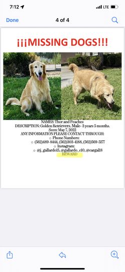 Misssing Dogs Pleased Help