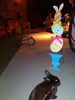 Pet Rabbit  Includes Everything Needed