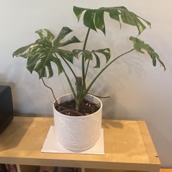 Thai Constellation Monstera