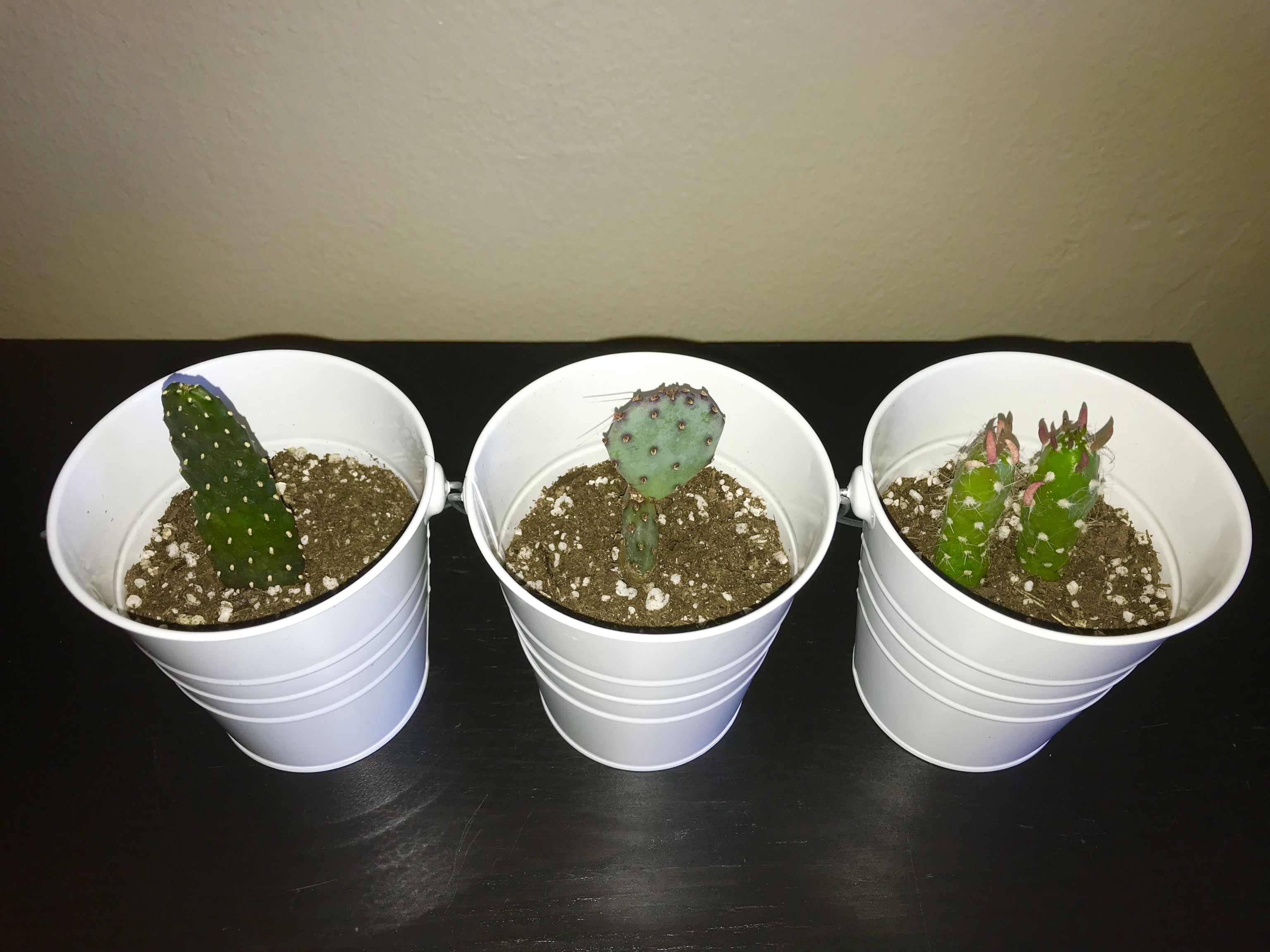 Cactus / Succulent