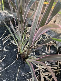 Flax Sundowner Plant